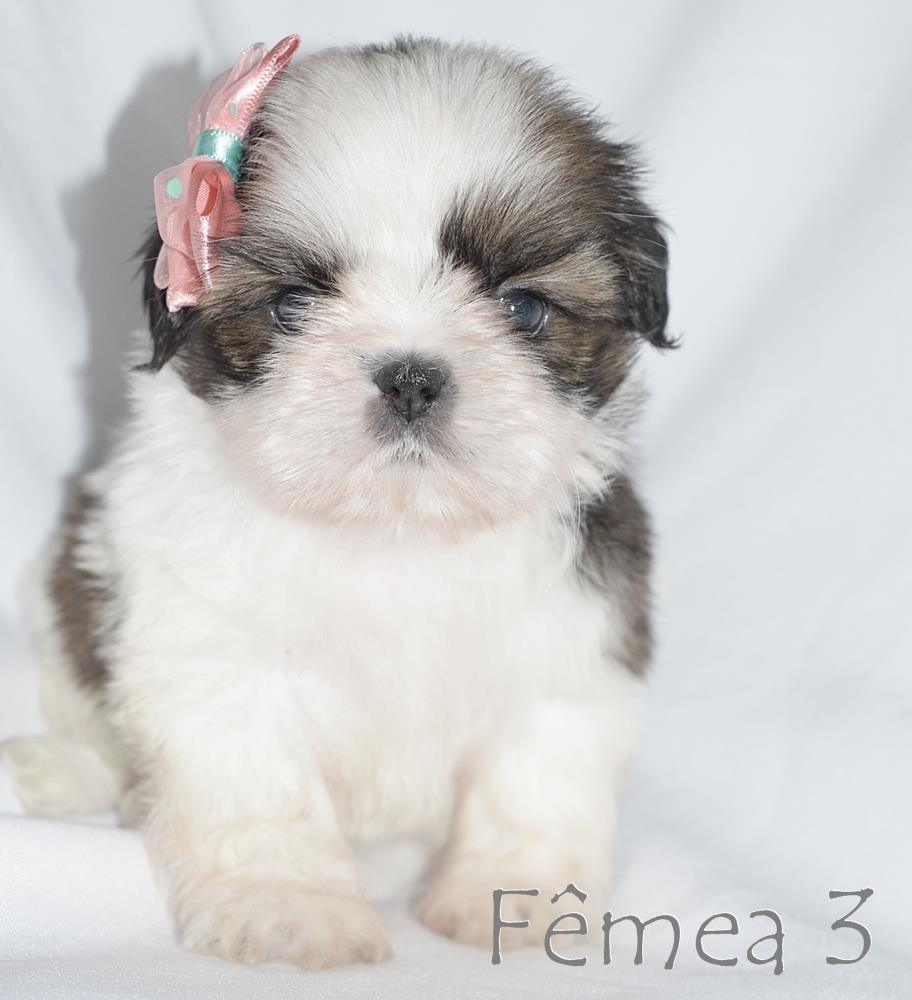 olx shih tzu rj